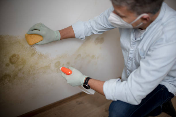 Best Post-Flood Mold Remediation in , KS