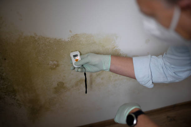 Best White Mold Remediation in , KS