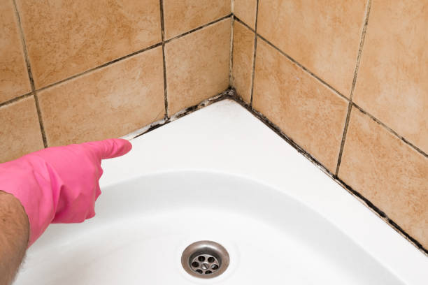 Best Black Mold Remediation in , KS